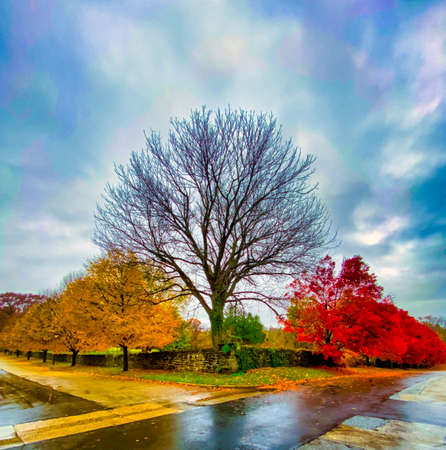 A Four-Way Intersectino With Yellow Trees Going Down the Left Street and Red Trees Going Down the Right Streetの写真素材