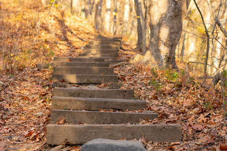 Wood Steps in a Forest at Sunset Covered in Colorful Autumn Leavesの写真素材