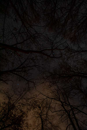 Looking Up Through Scary Silhouetted Trees at a Night Sky Full of Starsの写真素材