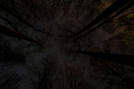 Looking Up Through Scary Silhouetted Trees at a Night Sky Full of Starsの写真素材