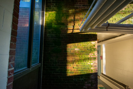 A Brick Wall With Moss Growing On It With a Nearby Window Casting Light and Shadowsの写真素材