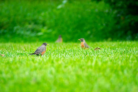 A Group of American Robin in a Field of Bright Green Grassの写真素材