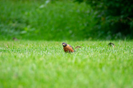 A Group of American Robin in a Field of Bright Green Grassの写真素材