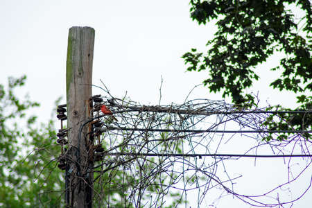 A Cardinal Perched Next to a Telephone Pole Covered in Ivy in Suburban Pennsylvaniaの写真素材