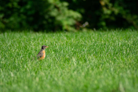 An American Robin Standing in a Bright Green Grass Field in a Backyard in Suburban Pennsylvaniaの写真素材