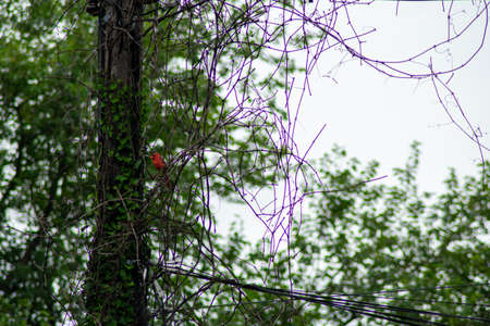 A Cardinal Perched Next to a Telephone Pole Covered in Ivy in Suburban Pennsylvaniaの写真素材