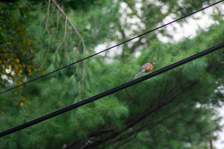 An American Robin on a Powerline With a Bright Green Tree Behind in Suburban Pennsylvaniaの写真素材