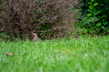 A Northern Flicker on the ground In Front of a Dead Bushの写真素材
