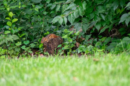 A Chipmunk Crouched on a Stump Preparing to Jump Offの写真素材