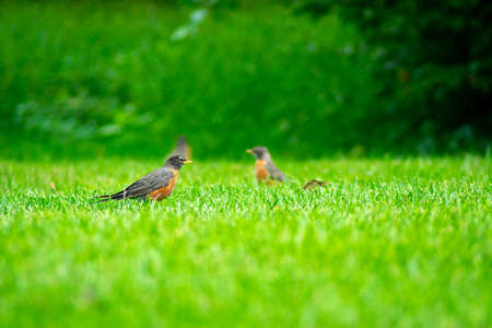 A Group of American Robin in a Field of Bright Green Grassの写真素材