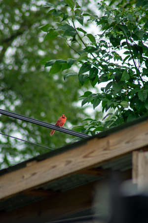 A Cardinal Perched on a Telephone Wire Over a Wooden Gazebo in a Backyard in Pennsylvaniaの写真素材