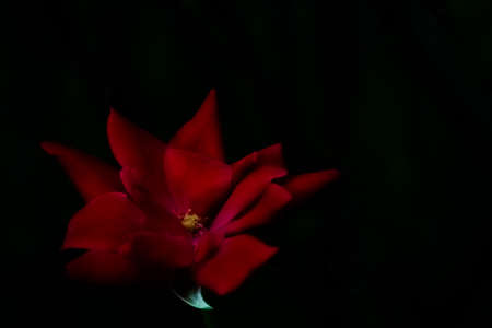 A High Detail Close Up of a Bright Red Rose on a Dark Green and Black Backgroundの写真素材