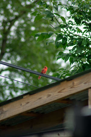 A Cardinal Perched on a Telephone Wire Over a Wooden Gazebo in a Backyard in Pennsylvaniaの写真素材