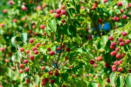 Small Red Spiked Berries Hanging From a Bright Green Korean Dogwood Treeの写真素材