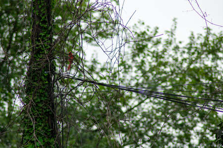 A Cardinal Perched Next to a Telephone Pole Covered in Ivy in Suburban Pennsylvaniaの写真素材