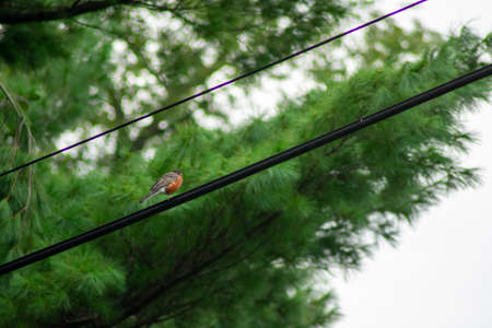 An American Robin on a Powerline With a Bright Green Tree Behind in Suburban Pennsylvaniaの写真素材
