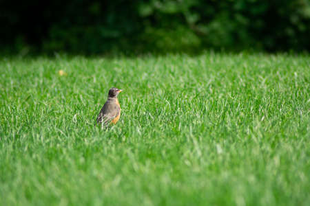 An American Robin Standing in a Bright Green Grass Field in a Backyard in Suburban Pennsylvaniaの写真素材