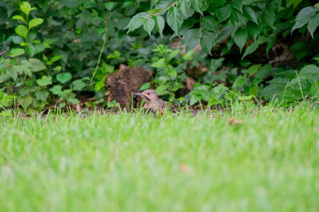 A Northern Flicker Standing in Bright Green Grass In-Between Foraging Attemptsの写真素材