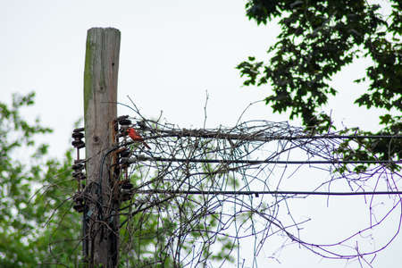 A Cardinal Perched Next to a Telephone Pole Covered in Ivy in Suburban Pennsylvaniaの写真素材