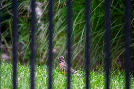 Looking Through a Black Metal Fence at an American Robine Standing in Bright Green Grass in a Backyard in Suburban Pennsylvaniaの写真素材