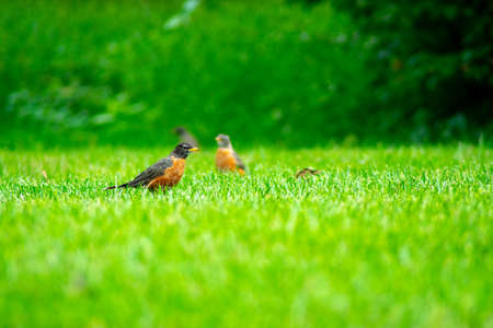 A Group of American Robin in a Field of Bright Green Grassの写真素材