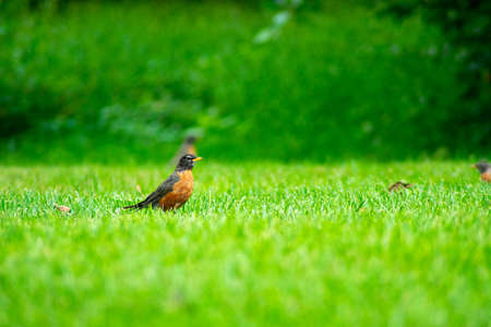 An American Robin in a Field of Bright Green Grassの写真素材