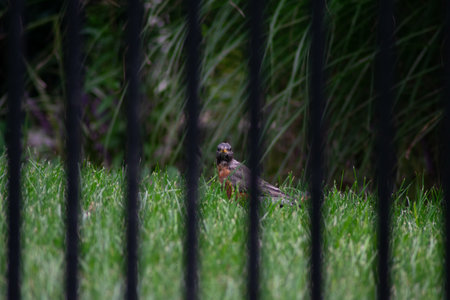 Looking Through a Black Metal Fence at an American Robine Standing in Bright Green Grass in a Backyard in Suburban Pennsylvaniaの写真素材
