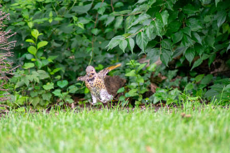A Northern Flicker Jumping Off the Ground and Flapping Its Wingsの写真素材