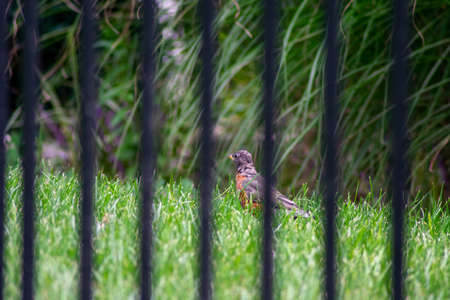 Looking Through a Black Metal Fence at an American Robine Standing in Bright Green Grass in a Backyard in Suburban Pennsylvaniaの写真素材