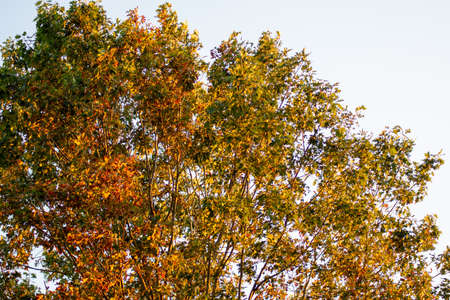 The Top of a Tree at Sunset at the Start of Autumn as the Leaves are Changingの写真素材