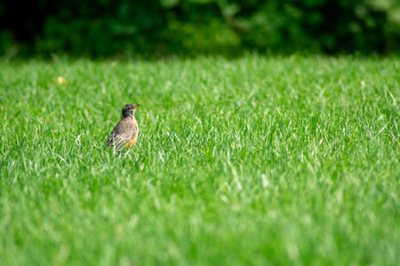 An American Robin Standing in a Bright Green Grass Field in a Backyard in Suburban Pennsylvaniaの写真素材