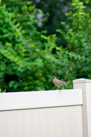 A Bird on a Tan Fence in a Backyard in Suburban Pennsylvaniaの写真素材