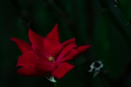 A Close Up Of a Bright Red Rose on a Dark Green Backround With Other Plants Out of Focus Behind Itの写真素材