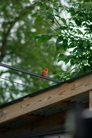 A Cardinal Perched on a Telephone Wire Over a Wooden Gazebo in a Backyard in Pennsylvaniaの写真素材