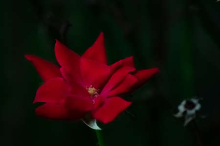 A Close Up Of a Bright Red Rose on a Dark Green Backround With Other Plants Out of Focus Behind Itの写真素材