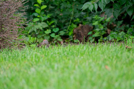 A Northern Flicker Foraging in Bright Green Grassの写真素材