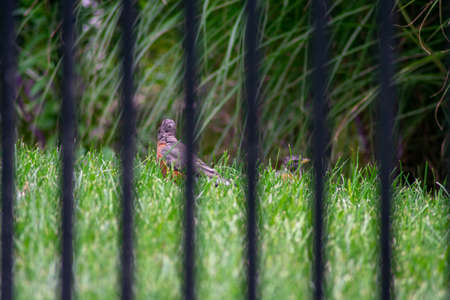 Looking Through a Black Metal Fence at an American Robine Standing in Bright Green Grass in a Backyard in Suburban Pennsylvaniaの写真素材