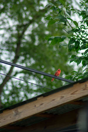 A Cardinal Perched on a Telephone Wire Over a Wooden Gazebo in a Backyard in Pennsylvaniaの写真素材