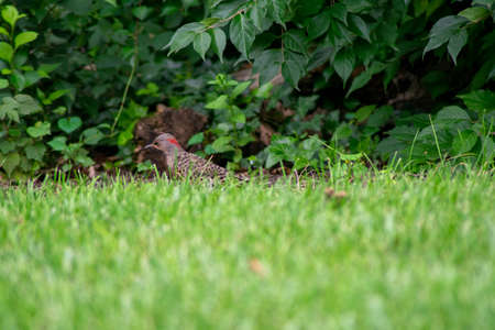 A Northern Flicker Standing in Bright Green Grass In-Between Foraging Attemptsの写真素材