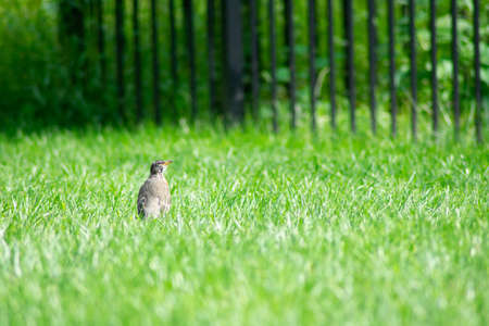 An American Robin Standing in a Bright Green Grass Field in a Backyard in Suburban Pennsylvaniaの写真素材