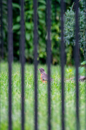 Looking Through a Black Metal Fence at an American Robine Standing in Bright Green Grass in a Backyard in Suburban Pennsylvaniaの写真素材
