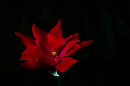A High Detail Close Up of a Bright Red Rose on a Dark Green and Black Backgroundの写真素材