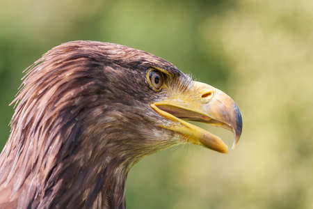 Portrait of a young bald eagle - Haliaeetus leucocephalus with nice green background