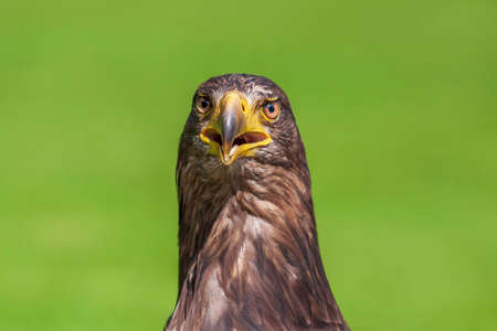Portrait of a young bald eagle - Haliaeetus leucocephalus with nice green background