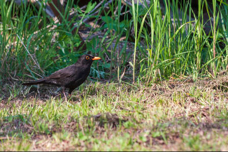 Turdus merula - Blackbird black bird bouncing over green grass.の写真素材