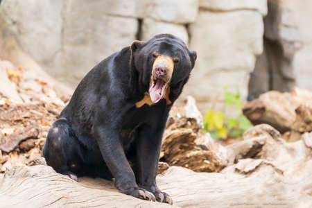 Helarctos malayanus bear - The Malaysian bear has an open mouth and teeth and tongue are visible.の写真素材