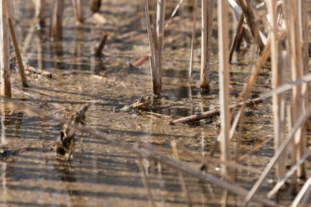 Bufo bufo - Common toad hiding on a pond in which is rakosの写真素材