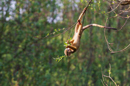 A small monkey is hung by a tail on a tree.の写真素材