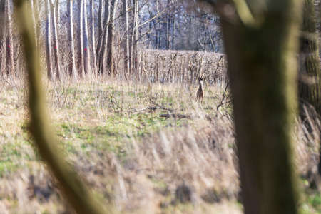 Young roe deer among the trees in the forestの写真素材