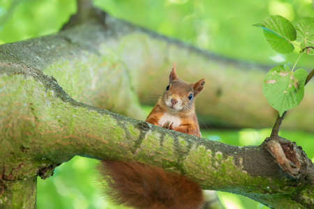 Sciurus vulgaris - Squirrel - on a tree in green branches.の写真素材